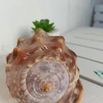 Maris * Сплит